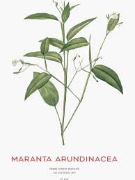 Image result for Maranta arundinacea
