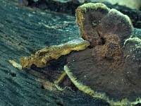Image result for Phellinus gilvus