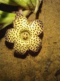 Image result for Orbea longidens