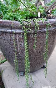 String of pearls growing upwards. How To Rejuvenate A String Of Pearls Plant Joy Us Garden