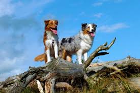 Marathi Names For Dogs With Meanings Try new english marathi dictionary (beta). marathi names for dogs with meanings