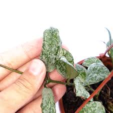 Image result for Olax aschersoniana