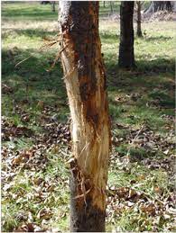 Deer forage on trees or shrubs when food becomes less available in cold weather months. How To Protect Trees From Deer Antler Rubbing Barts Tree Service