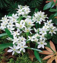 Image result for Ornithogalum seineri