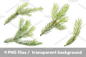 Pine Spruce Branches For Mockups Branch Transparent Background Scene Creator