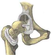 Image result for Hip Labral Tear