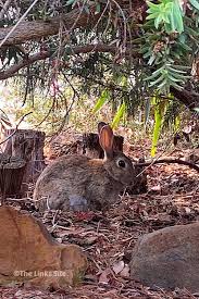 Above all, we need to know which foods are poisonous to rabbits. Rabbits In My Garden What They Will And Won T Eat The Links Site