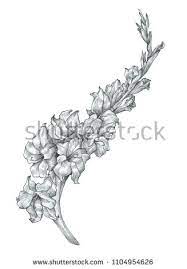 Beautiful Pencil Gladiolus Flower Sketch Illustration Flower Sketches Gladiolus Flower Birth Flower Tattoos