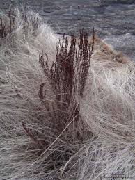 Image result for Myrothamnus flabellifolius