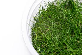 Image result for Eleocharis caduca