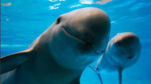 Check spelling or type a new query. La Vaquita Marina En Numeros Pensemos Verde