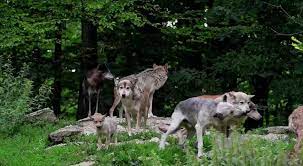 Die fakten weisen darauf hin. Tschernobyl Tiere Verlassen Verstrahltes Gebiet