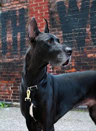 Check spelling or type a new query. Stunning Great Dane Great Dane Dogs Dane Dog Dane Puppies