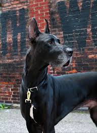 Check spelling or type a new query. Stunning Great Dane Great Dane Dogs Dane Dog Dane Puppies