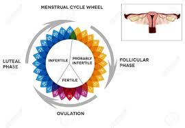 Menstrual Cycle Calendar Detailed Diagram Of Female Menstrual