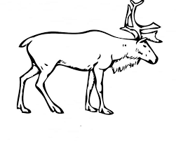 Fine art print, arctic nursery art, archival inks, reindeer watercolor, reindeer painting. Finnish Forest Reindeer Porcupine Caribou Arctic Boreal Woodland Caribou Png Clipart Animal Animal Figure Antler Arctic