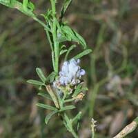Image result for Landolphia lanceolata