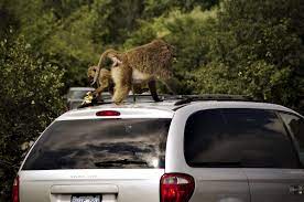 At the zoo you will see a large variety of animals, from kangaroos, to large cats and primates! Canada S Drive Thru Safari Rivals The African Savanna
