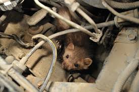 Steenmarter gefilmd vanuit de serre van een woning in belgie. Schade Aan Wagens Door Steenmarter En Preventieve Maatregelen Ecopedia