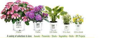 Check spelling or type a new query. Amazon Com Bobo Hardy Hydrangea Paniculata Live Shrub White To Pink Flowers 4 5 In Quart Garden Outdoor