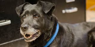 Maybe you would like to learn more about one of these? Lancaster Center Pennsylvania Society For The Prevention Of Cruelty To Animals