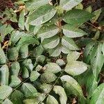 Image result for Millettia eetveldeana