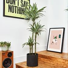 Image result for Dracaena fragrans