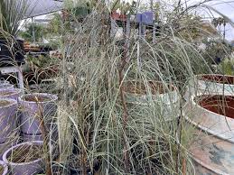 Image result for Gnidia stenophylla
