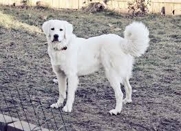 Akbash Maremma Dog Turkish Shepherd Akbas Coban Kopegi Akbas Coban Kopegi Akbash Honden