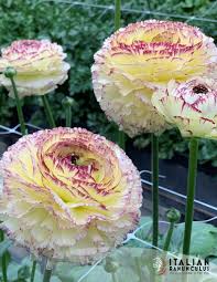 Image result for Ranunculus stagnalis