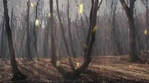 Se intinde pe aproximativ 300 de hectare si este formata din stejari, fagi acestea au facut inconjurul planetei si sunt considerate chiar si acum cele mai clare fotografii cu un ozn din lume. PÄƒdurea Hoia Baciu Cea Mai InfricosÄƒtoare Din Lume In Vizorul Presei InternaÅ£ionale O Poveste Cu Fantome