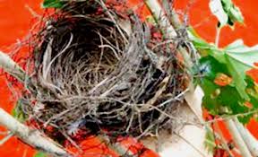 Burung kutilang atau tilang ini memiliki corak warna kombinasi antara hitam, putih dan kuning. Burung Pun Bisa Bersarang Di Pot Tanaman Plastik Om Kicau