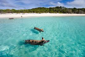 Weitere ideen zu bahamas schweine, bahamas, tiere. Bahamas Schwimmen Mit Den Schweinchen Urlaubsguru