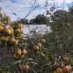 “Crapes Farm: An Orchard - past, present, future... event in Rochford