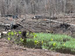 How do i go about getting a federal grant and what will i have to do? Lawmakers Investigate Reports Of Irresponsible Tree Cutting After Wildfires Opb