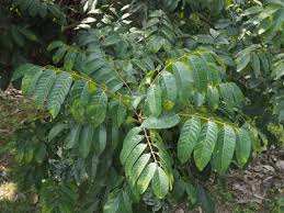 Image result for Canarium