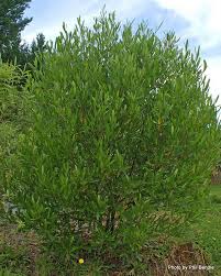 Image result for Dodonaea viscosa