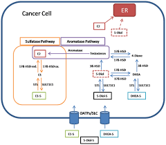 A higher number, such as stage iv, means cancer has spread more. Frontiers Estrogen Biosynthesis And Action In Ovarian Cancer Endocrinology