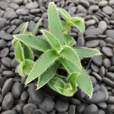 Image result for Cyanotis