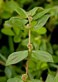 Image result for Euphorbia granulata