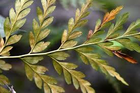 Image result for Anemiaceae