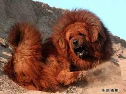 Red Tibetan Mastiff Becomes World S Most Expensive Dog Tektuff Funny People Best Places Fun Stuff And Much Tibetan Mastiff Mastiffs Red Tibetan Mastiff