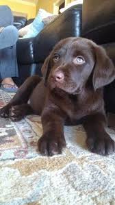 Pin By Lore Dowell On Dog Stuff Cute Puppies And Kittens Really Cute Puppies Lab Puppies