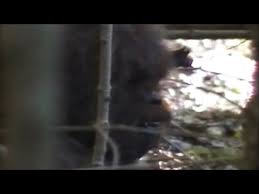 Is there proof that bigfoot exists? Bigfoot Video Claims 2013 Footage Evidence Claimed By Researchers In New Video Youtube