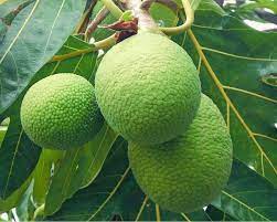 Images captured with a video identiﬁcation process of fruit and vegetables performed by the. 35 Exotic Fruits You Need To Try Healthy Food Tribe