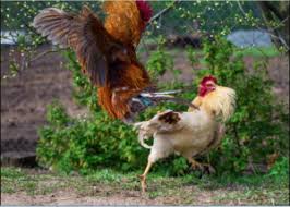 :) www,bolavita, ltd ayam jago bangkok. Harga Sabung Ayam Bangkok Termahal Versi Rajasabungs128 Rajasabungs128