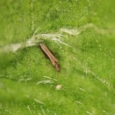 Image result for Onion Thrips