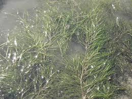 Image result for Stuckenia