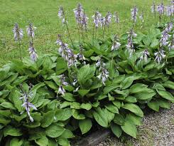 Learn about hosta varieties from experts at diy network, including hosta halcyon, hosta fortunei, hosta learn about different hosta varieties, from larger than life giant hostas to cool blue hostas. 12 Colorful Hosta Types For Your Garden