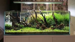 Log Into Facebook Facebook Aquascape Design Aquarium Landscape Aquascape